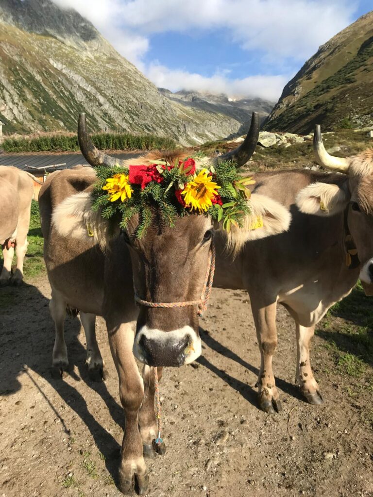 Traditional Alpabzug cattle descent in Switzerland with alpine scenery