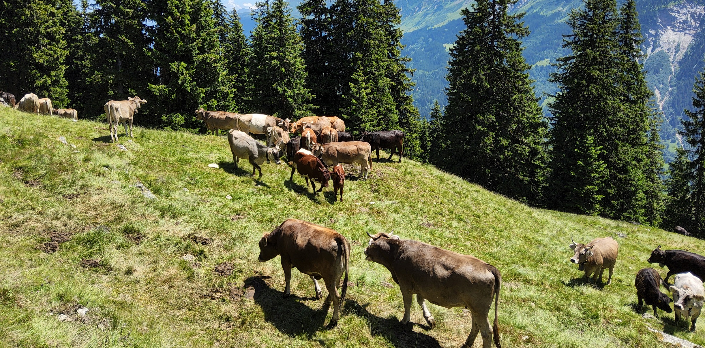 Colorful decorated cows during Alpabzug parade in the Swiss Alps