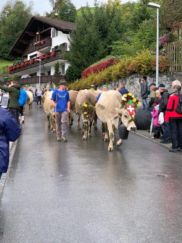 Colorfully decorated cows with flower crowns during the Alpabzug in the Swiss Alps