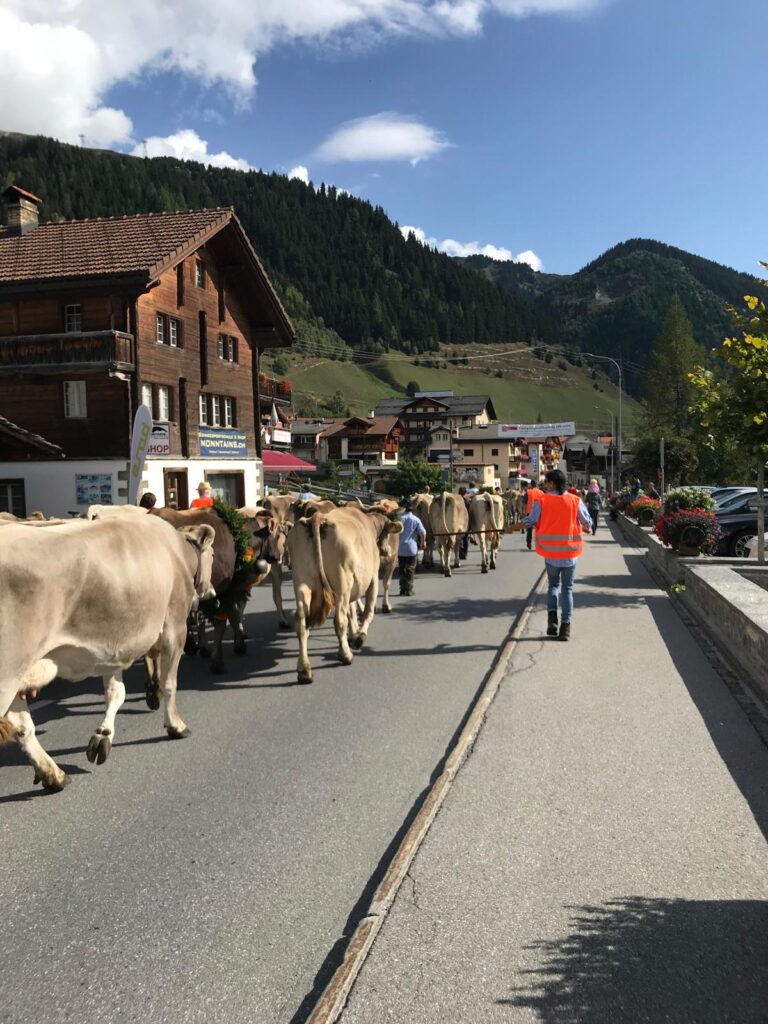 Decorated Swiss cows walking in the Alpabzug mountain parade